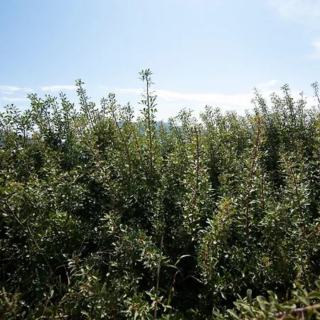 Apartment Maria Nik Psaras House *